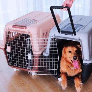 專業(yè)、安心之選 金山寵物貓托運(yùn)服務(wù)全指南