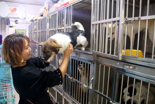 蘇州長假寵物寄養(yǎng)生意火爆，高端服務(wù)成新趨勢
