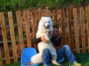 武漢寵物寄養服務價格及選擇指南